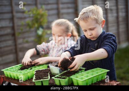 Dos niños en edad escolar de primaria plantan semillas en bandejas de plástico verde