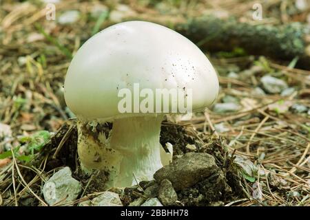 espécimen joven de huevo blanco europeo, agaricus campestris, agaricaceae