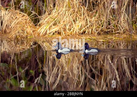 Dos patos macho de cuello redondo ( Aythya collaris) nadando en un río con hierba seca reflejada en el agua. Foto de stock