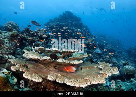 Paisaje subacuático con coral de mesa Acropora de varios niveles (Acropora sp.), pez ardilla de Silverspot (Sargocentron caudimaculatum), sobre el enjambre Foto de stock