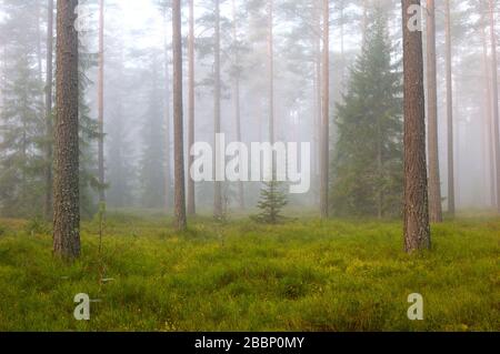 Levantamiento de la niebla de la mañana en un bosque de coníferas, Södermanland, Suecia Foto de stock