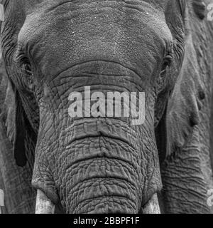 Contacto visual - la cabeza de un elefante toro grande en el Parque Nacional Aberdare, Kenia Foto de stock