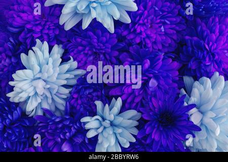 Flores de color azul fresco y azul celeste crisantemo en flor Fotografía de  stock - Alamy