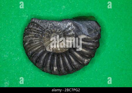 Fosilización ammonita piritizada, de 150 millones de años, Baviera Foto de stock