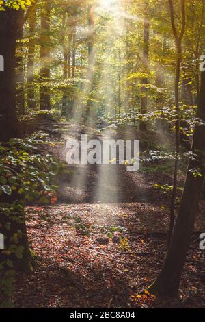 Sendero del bosque con rayos de sol que pasan por las hojas de los árboles. Foto de stock