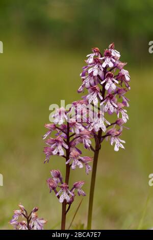 Casco orquídea, Orchis militaris Foto de stock
