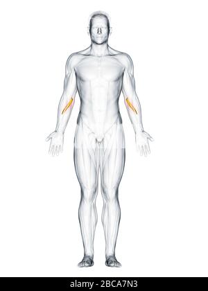 Pronador teres músculo, ilustración. Foto de stock