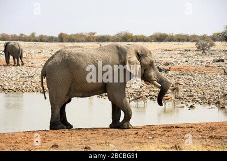 Elefante en el Parque Nacional Etosha, en Namibia. Foto de stock