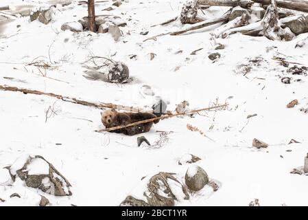 Oso Marrón jugando con el árbol en un bosque blanco de nieve Ursus arctos Foto de stock