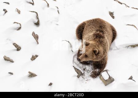 Oso Marrón tumbado en una nieve blanca vista de cerca Ursus arctos Foto de stock