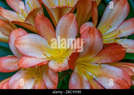 Clivia, Amaryllidaceae, Lily Kaffir, Cypress Garden, Mill Valley, California.