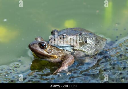 Ranas. Dos ranas comunes de jardín (nombre científico: Rana temporaria) apareándose en un estanque de jardín, rodeado de frogspawn. Primeras señales de la primavera. Mirando a la izquierda