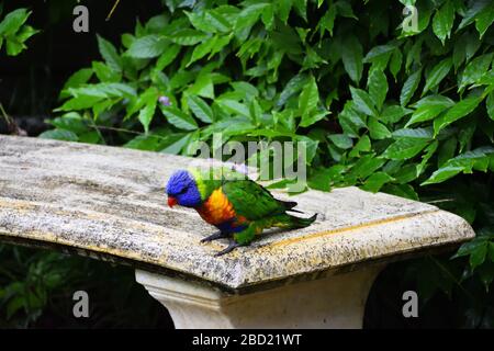Un salvaje Lorikeet arco iris en un asiento de piedra