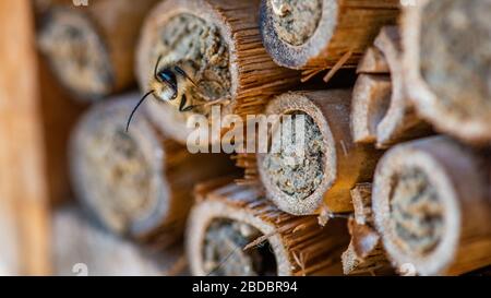 Las abejas masón eclosionan en primavera después de un largo invierno. Bee Hotel, tubos de bambú Foto de stock
