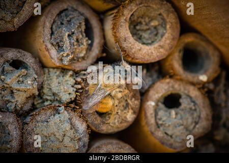Las abejas masón eclosionan en primavera después de un largo invierno. Bee Hotel, tubos de bambú Foto de stock