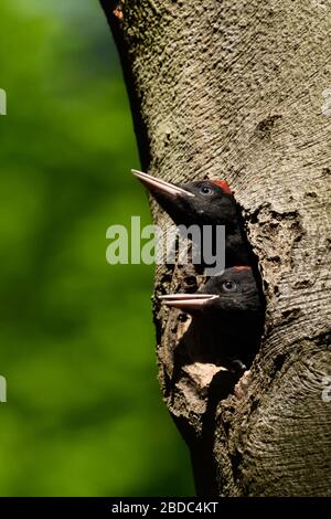 Black Woodpecker ( Dryocopus martius ) aves jóvenes sentados en el agujero del nido, macho y hembra, observando fuera del agujero del nido, esperando comida, vida silvestre, Europa Foto de stock
