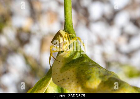 Araña amarilla colocada sobre el tallo de una planta que protege su joven, macro vista Foto de stock