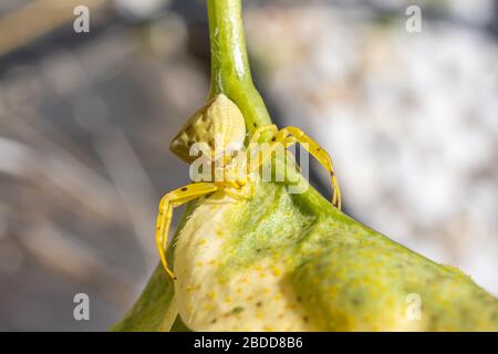 Araña amarilla colocada sobre el tallo de una planta que protege su joven, macro vista Foto de stock