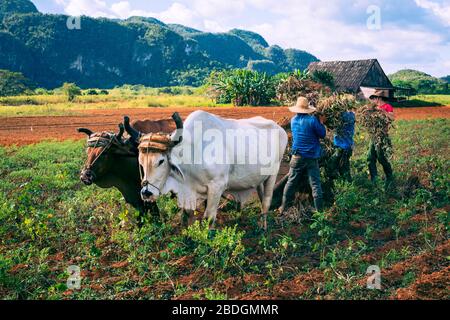VINALES, CUBA - 14 DE DICIEMBRE de 2019: Campo de arado campesino cubano con arado tirado por bueyes en plantaciones de tabaco. Valle de Vinales Foto de stock
