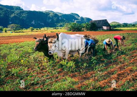 VINALES, CUBA - 14 DE DICIEMBRE de 2019: Campo de arado campesino cubano con arado tirado por bueyes en plantaciones de tabaco. Valle de Vinales Foto de stock