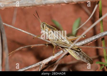 American Bird Grasshopper, Schistocerca americana, macho Foto de stock