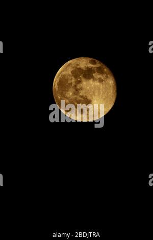 Helston, Cornwall, Reino Unido, 8 de abril de 2020. Rosa Supermoon en cielos claros la luna más grande del año 2020. Crédito: Bob Sharples/Alamy Live News Foto de stock