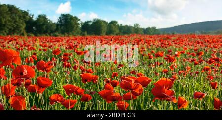 campo de flores de amapola roja en las montañas. hermoso paisaje natural en la tarde de verano