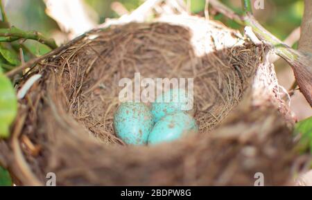 El ave negra común (Turdus merula) huevos de color azul en un nido. Vista de cerca de cuatro huevos azules en un nido. Del pájaro negro también conocido como Eurasian