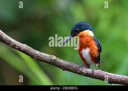American Pygmy Kingfisher en un río de Costa Rica