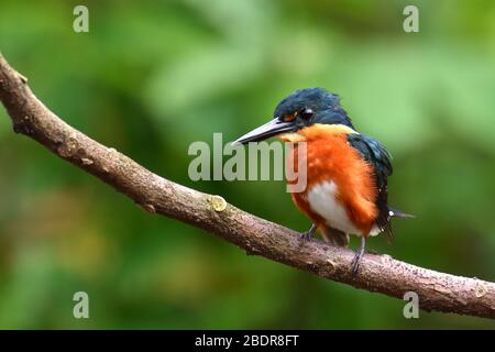 American Pygmy Kingfisher en un río de Costa Rica