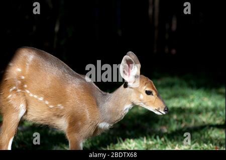 Bushbuck (Tragelaphus scriptus), Parque Nacional Kruger, Transvaal, Sudáfrica