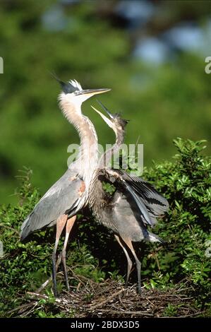 Gran Madre De Heron Con Su Bebe En Su Nido Fotografia De Stock Alamy