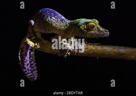 Gecko de cola de hoja mossy (Uroplatus sikorae), Madagascar Foto de stock