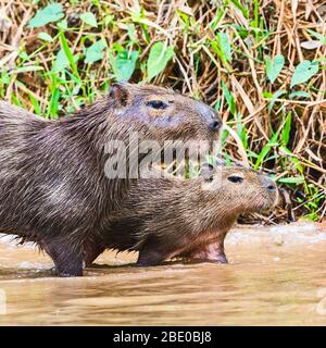 Pareja de capybara (Hydrochoerus hydrochaeris) en el río Cuiaba, Porto Jofre, Mato Grosso, Brasil Foto de stock