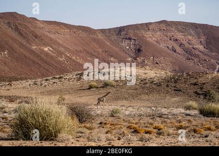 Una jirafa camina en un paisaje árido con colinas rocosas