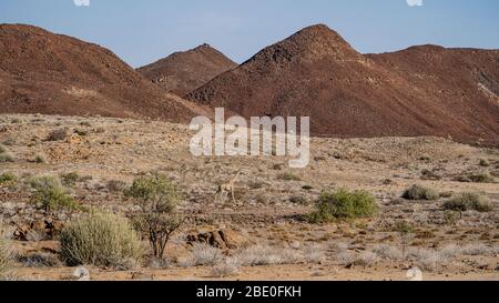 Una jirafa camina en un paisaje árido con colinas rocosas