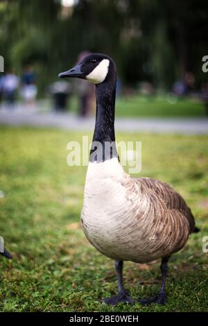 Canada goose clearance boston en español