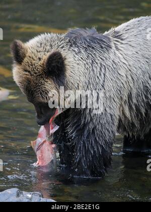 Joven oso Grizzly en el río, comiendo un salmón sockeye. Foto de stock