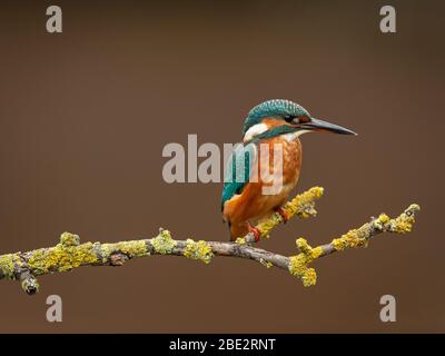 Kingfisher Europeo descansando en su perca Foto de stock