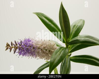 Hebe Gran Orme primer plano de planta mostrando flores y hojas brillantes aisladas contra un fondo blanco Foto de stock