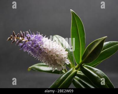 Hebe Gran Orme primer plano de planta mostrando flores y hojas brillantes aisladas contra un fondo gris oscuro Foto de stock