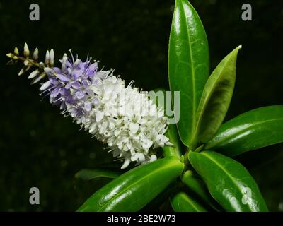 Hebe Gran Orme primer plano de planta mostrando flores y hojas brillantes aisladas contra un fondo negro Foto de stock