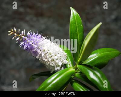 Hebe Gran Orme primer plano de planta mostrando flores y hojas brillantes aisladas contra un fondo gris plateado Foto de stock