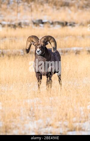 Carnero de oveja de Bighorn (Ovis canadensis) con enormes cuernos se encuentra en un prado de hierba durante el Rut cerca del Parque Nacional de Yellowstone Foto de stock
