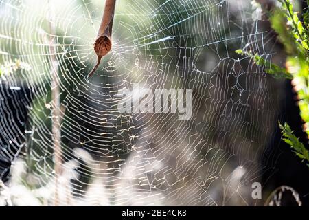 Hoja de araña curling peeking de su casa en medio de una gran red contra fondo borroso