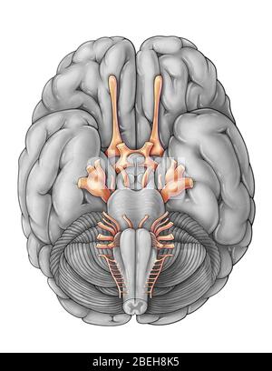 cadáver del cerebro de los nervios craneales