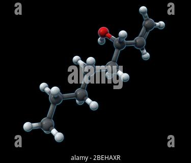 Modelo molecular 3D de octenol, también conocido como 1-octen-3-ol o 'alcohol de champiñones'. El octenol es un químico que se encuentra en la respiración y el sudor humanos, las plantas y los fugi, que atrae insectos picantes como los mosquitos. El octenol se forma durante la descomposición del ácido linoleico. Los átomos son de color gris oscuro (carbono), gris claro (hidrógeno) y rojo (oxígeno).