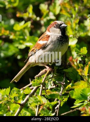 Female House Sparrow (Passer domesticus) encaramado en Hawthorn, Warwickshire
