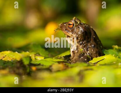 Una rana común (Rana temporaria) se encuentra sumergida a la mitad en un estanque de jardín de Warwickshire