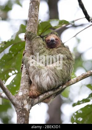 Perezoso de tres dedos (Bradypus) sentado en un árbol en las selvas tropicales de Costa Rica